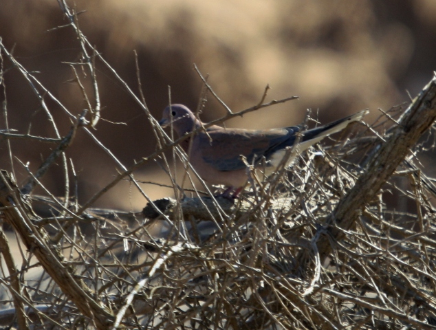 Laughing Dove - Streptopelia senegalensis - Tortola senegalesa - Tortora del Senegal