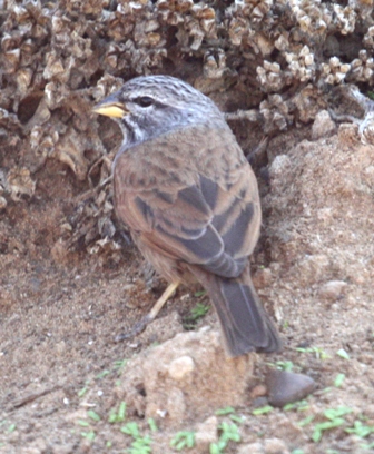 House bunting