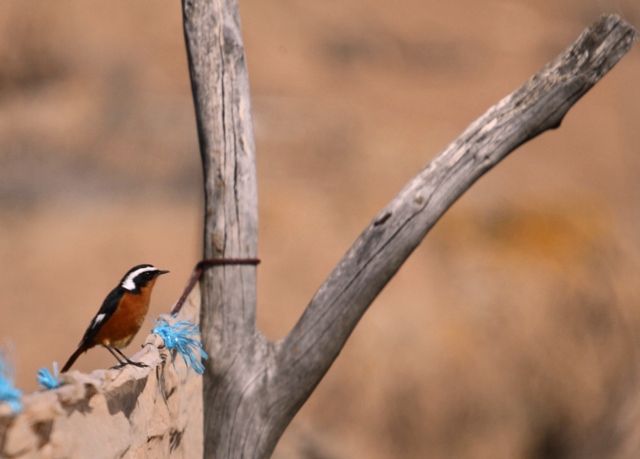 Adult male Moussiers Redstart - Phoenicurus moussieri - Colirojo diademado - Rougequeue de Mossier - Cotxa diademada