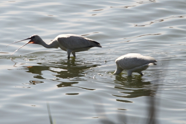 Eurasian Spoonbill - Platalea leucorodia - Esptula - Bec-planer