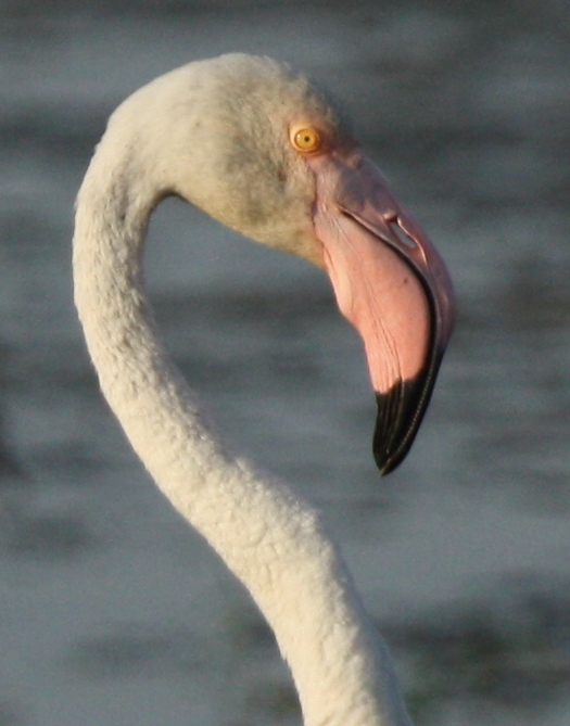 Greater Flamingo - Phoenicopterus ruber roseus - Detalle de la cabeza de un Flamenco - Detall del cap dun Flamenc