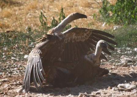 Griffon Vultures - Gyps fulvus - Voltor com - Buitre leonado - Gsegrib