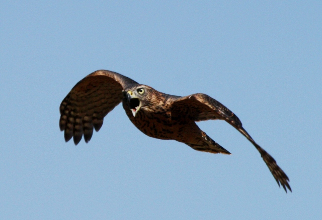 Goshawk - Accipiter gentilis - Azor - Astor