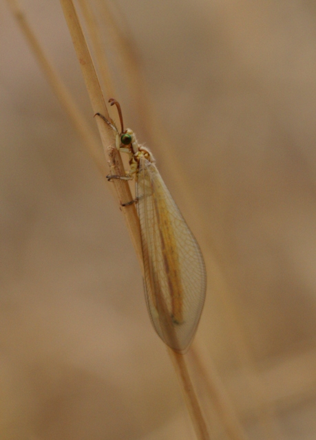 Wildlife photos from Turkey -  Birds - Butterflies and Bugs - Flowers - Landscapes