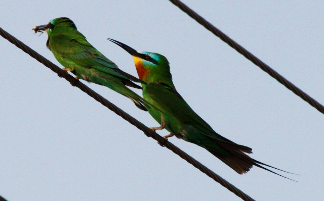 Blue-cheecked Bee-eater - Merops persicus - Abejaruco persa - Abellarol gola-roig