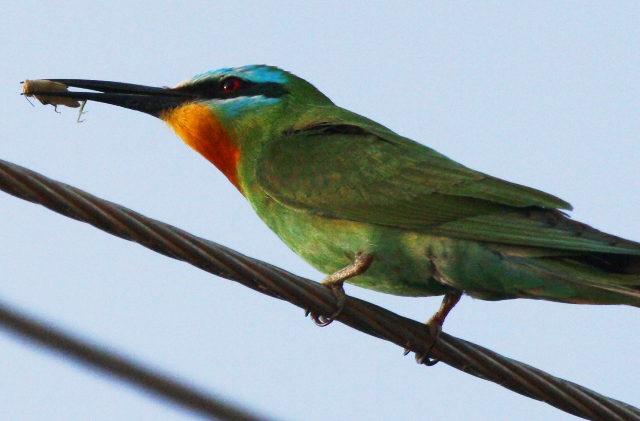 Blue-cheecked Bee-eater - Merops persicus - Abejaruco persa - Abellarol gola-roig