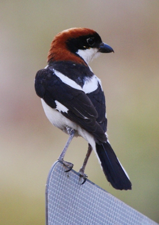 Adult male Woodchat shrike - Lanius senator niloticus - Alcaudn comn - Capsigrany