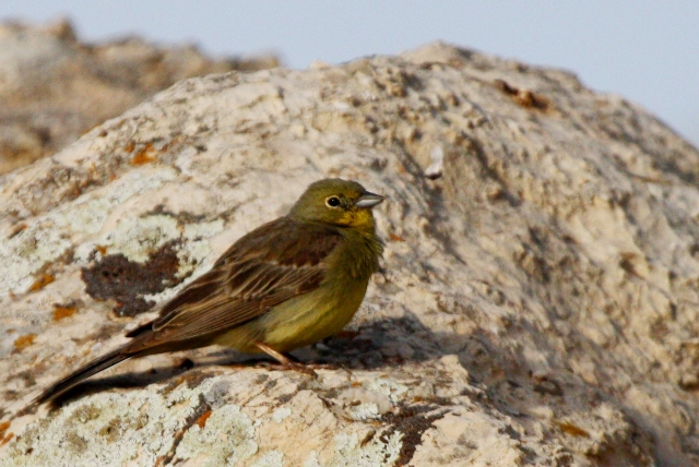 Male Cinereous Bunting - Emberiza cinereacea