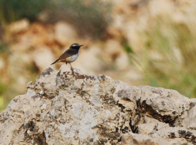 Adult male Kurdish Wheatear - Oenanthe xanthopryma - Collalba kurda - Colit kurd