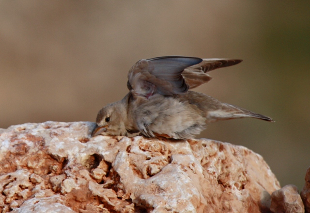 Male Pale Rock Sparrow - Carpospiza brachydactyla