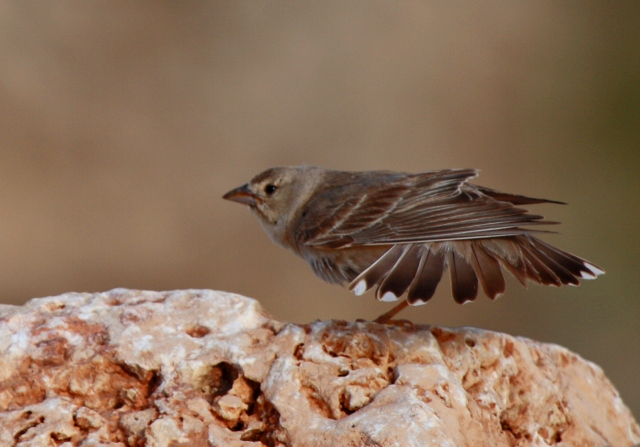 Male Pale Rock Sparrow - Carpospiza brachydactyla