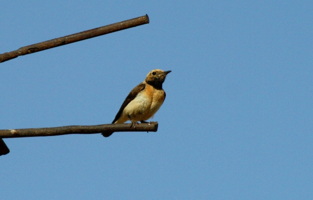 Adult male Kurdish Wheatear - Oenanthe xanthopryma - Collalba kurda - Colit kurd