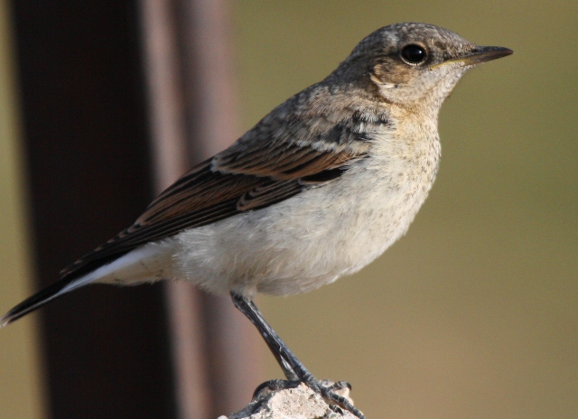 Young Common Wheatear - Oenanthe oenanthe - joven de Collalba gris - jove de Colit gris