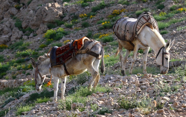 Wildlife photos from Turkey -  Birds - Butterflies and Bugs - Flowers - Landscapes