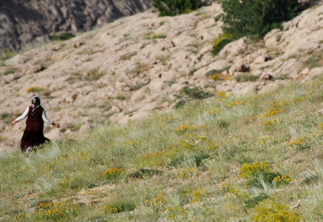 Wildlife photos from Turkey -  Birds - Butterflies and Bugs - Flowers - Landscapes