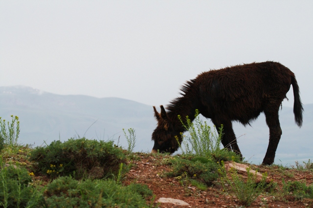 Wildlife photos from Turkey -  Birds - Butterflies and Bugs - Flowers - Landscapes