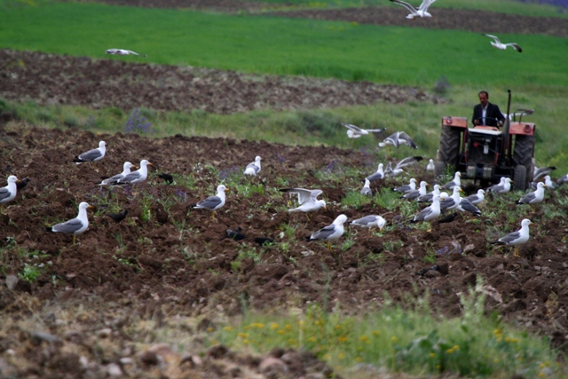 Armenian Gull - Larus armenicus