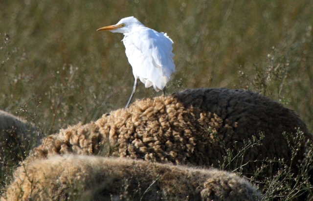 Cattle Egret on a sheep - Bubulcus ibis - Garcilla bueyera sobre una oveja - Esplagubous sobre una ovella