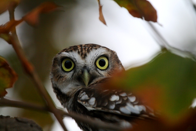 Little Owl - Athene noctua - Mochuelo - Mussol com