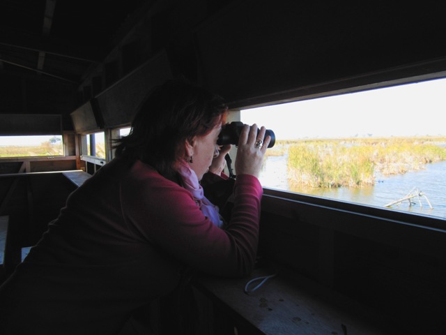 Watching birds from a hide - Mirando aves en un observatorio del Delta - Observant ocells des de un observatori del Delta