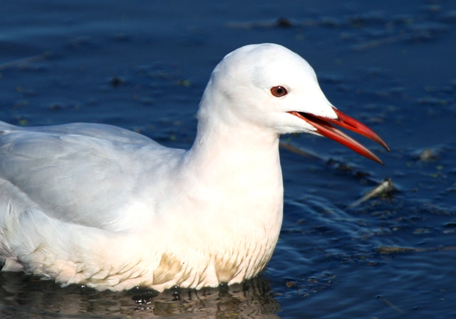 Adult Slender-billed Gull - Larus genei - Gaviota Picofina adulta - Gavina Capblanca adulta