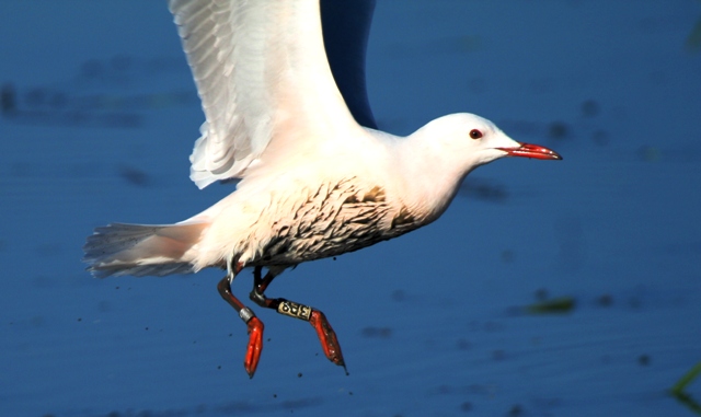 Ringed adult Slender-billed Gull - Larus genei - Gaviota Picofina adulta y anillada - Gavina Capblanca adulta i anellada