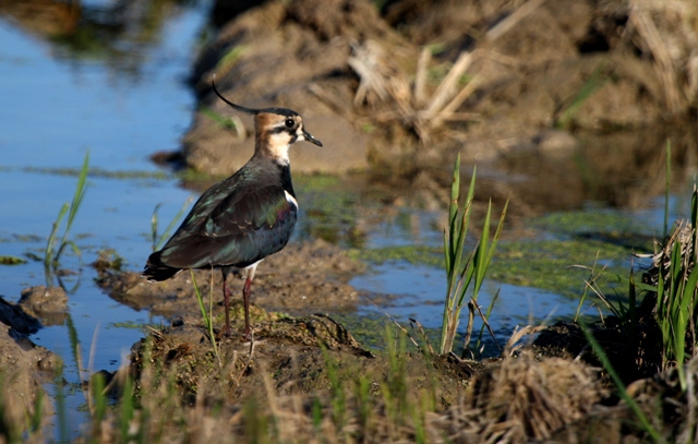 Lapwing - Vanellus venllus - Avefra - Fredeluga