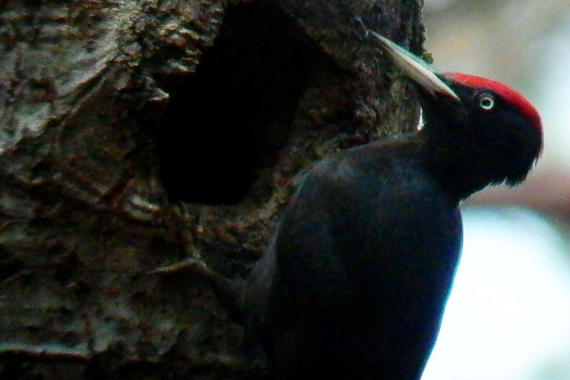 Black Woodpecker - Dryocopus martius - Pito Negro - Picot Negre