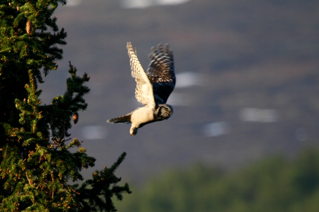 Hawk Owl /& Halcón Plumas