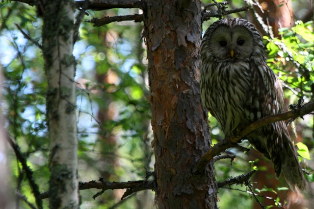 adult Ural Owl - Strix uralensis - Carabo uralense - Gamarus dels Urals adult