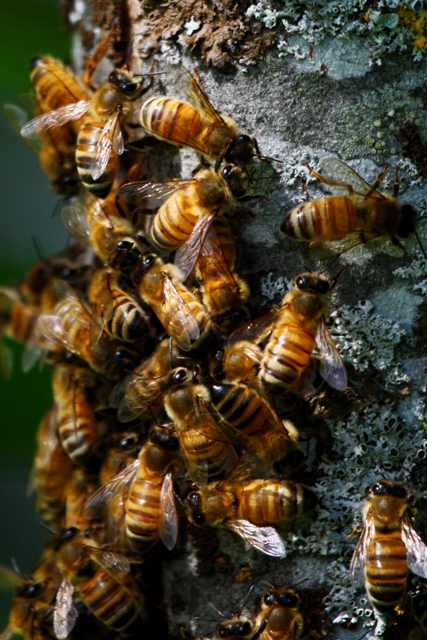 Honey bees