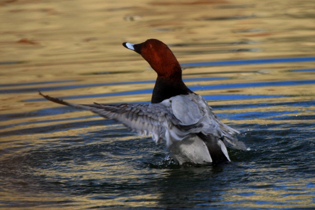 Common pochard - Aythya ferina - Porron comun - Morell caproig