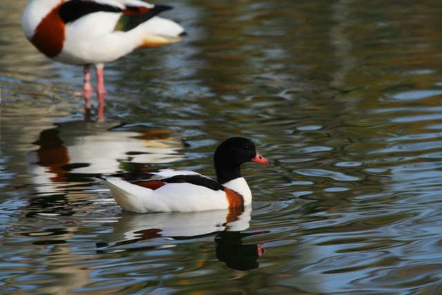 Shelduck - Tadorna tadorna - Tarro blanco - Anec blanc