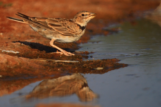 Calandra Lark - Melacorypha calandra - Calandria