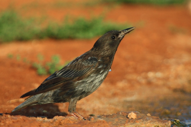 Young Spotless Starling - Sturnus unicolos - Estornell negre jove - Estornino negro joven