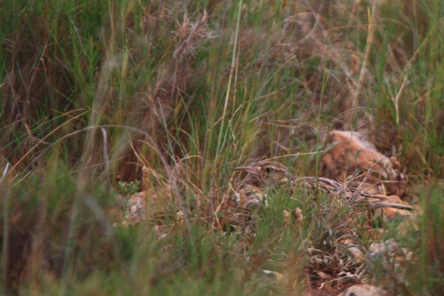 Duponts Lark mouse behaviour - Chersophilus duponti - Alondra Ricoti o de Dupont como un raton - Alosa Becuda - Duponts Lrke