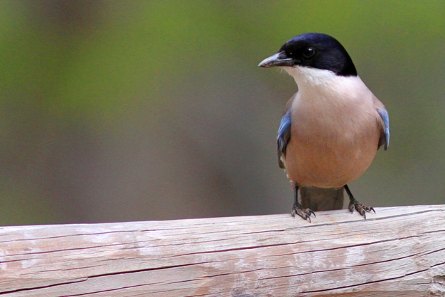 Azure winged magpie
