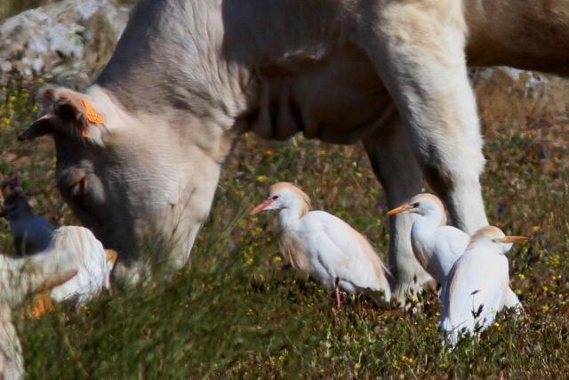 Cattle egret