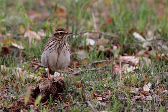 woodlark