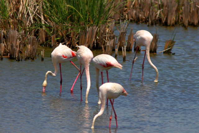 Greater Flamingo - Phoenicopterus ruber roseus - Flamenco (ave) - Flamenc (ocell)