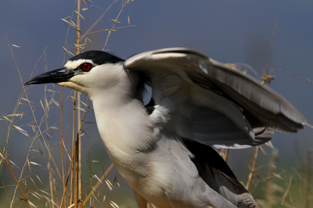 Night Heron - Nicticorax nicticorax - Martinete - Martinet de Nit - Doral