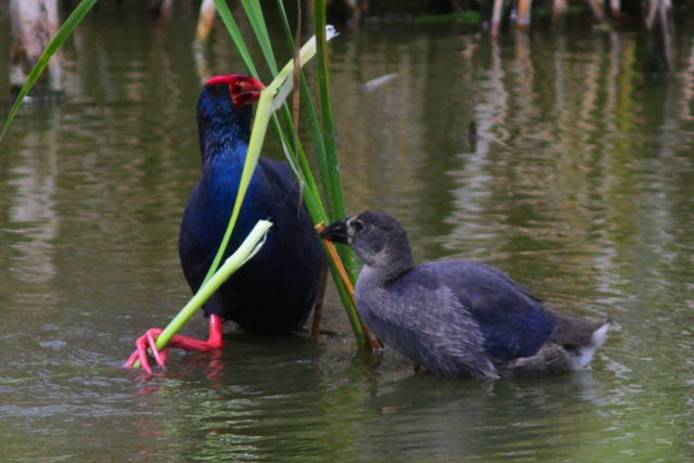 Purple Gallinule or Purple Swamp Hen feeding a chick - Porphyrio porphyrio - Calamn - Polla Blava - Gall Mar