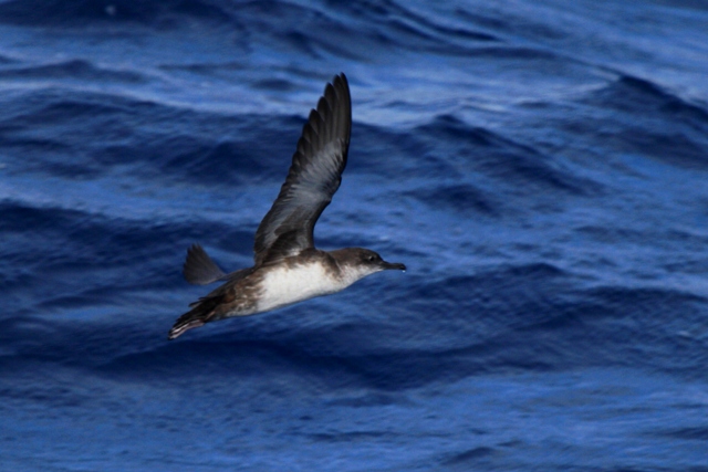 Balearic Sheawater - Puffinus mauritanicus - Pardela Balear - Baldriga balear