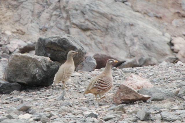 Sand Partridge Ammoperdix heyi male and female