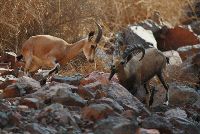 Courtship Nubian ibex Capra nubiana