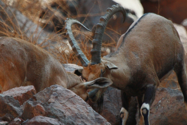 Courtship nasty female Nubian ibex Capra nubiana