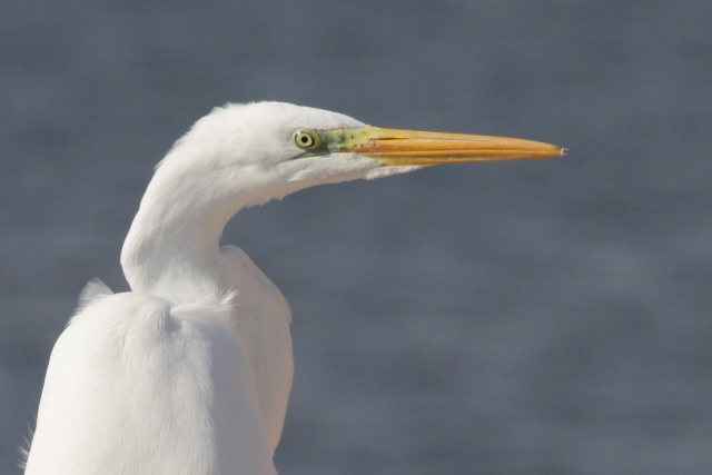 Great white egret - Egretta alba