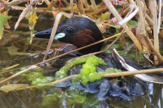 Little Greebe - Tachybaptus ruficollis - Cabusset - Zampulln comn - Periquet