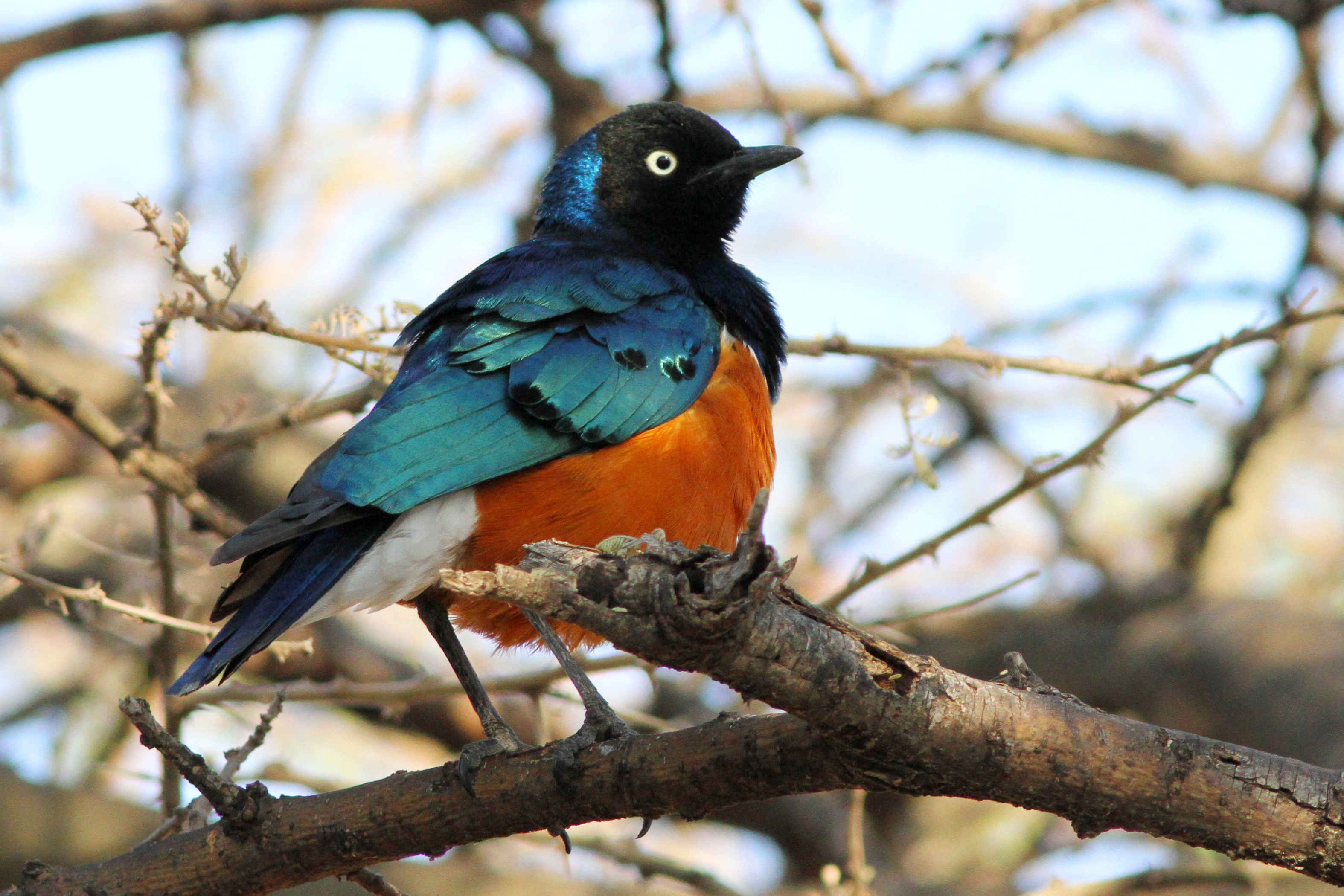 Superb starling