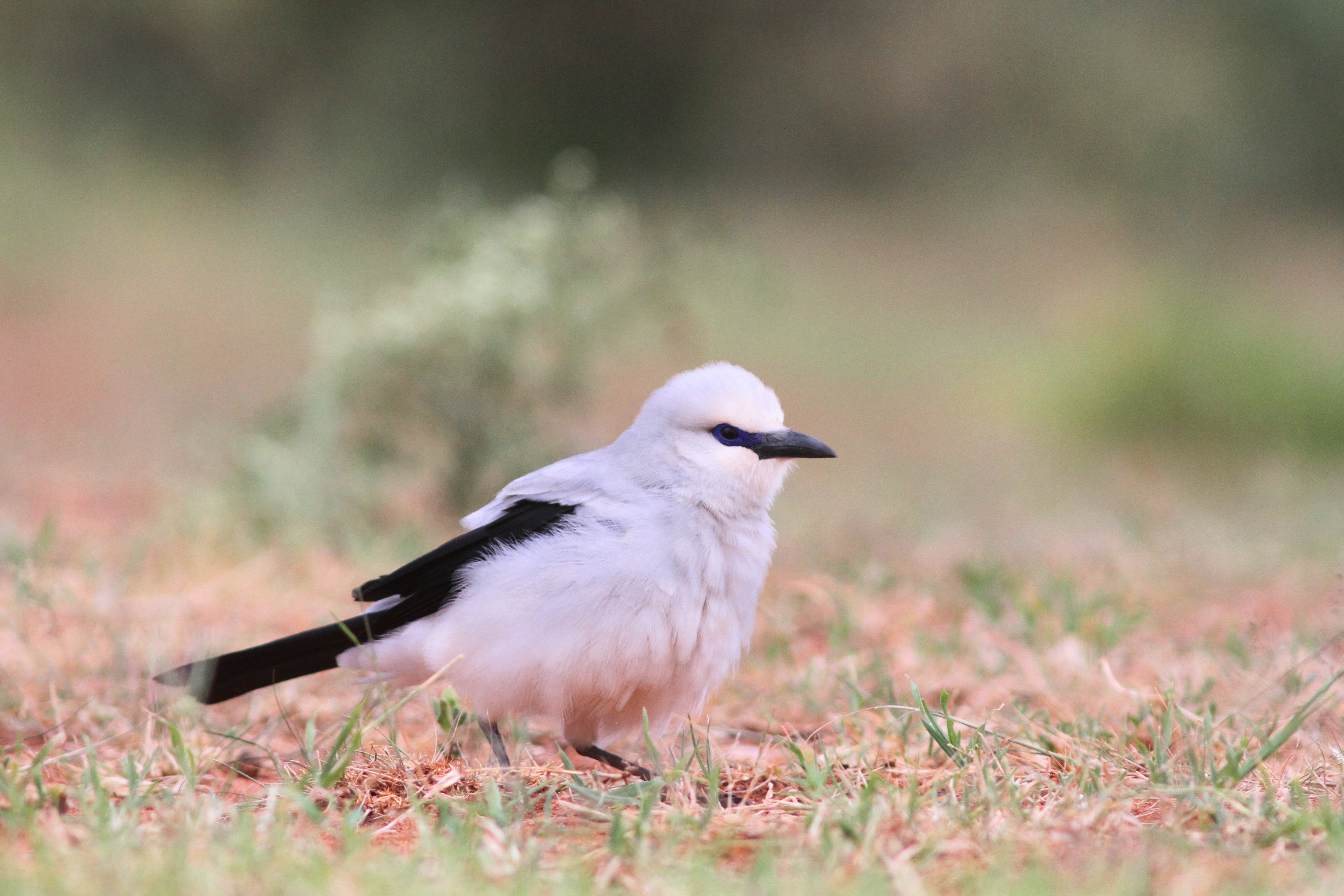 The Stresemanns Bushcrow (Zavattariornis stresemanni), also known as Abyssinian Pie, Bush Crow, Ethiopian Bushcrow